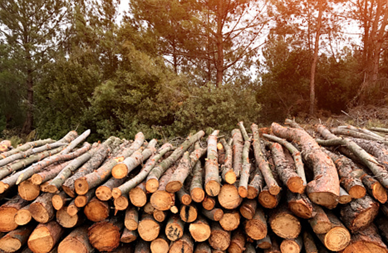 Carbon Neutral Policy and Forest Biomass